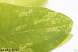Echinodorus Marble Queen Sword_Aquarium Plant For Sale