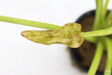 Echinodorus 'Marble Queen' Sword Variation