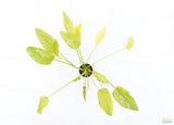 Echinodorus 'Marble Queen' Sword Variation