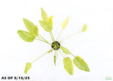 Echinodorus Marble Queen Sword_Aquarium Plant For Sale