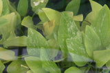 Echinodorus Marble Queen Sword_Aquarium Plant For Sale