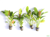Echinodorus Rose_Sword_Aquarium Plant For Sale