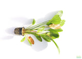 Echinodorus Rose_Sword_Aquarium Plant For Sale