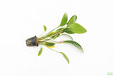 Echinodorus Rose_Sword_Aquarium Plant For Sale
