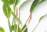 Echinodorus Rose_Sword_Aquarium Plant For Sale