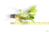 Echinodorus Rose_Sword_Aquarium Plant For Sale