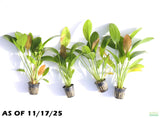 Echinodorus Rose_Sword_Aquarium Plant For Sale