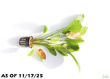 Echinodorus Rose_Sword_Aquarium Plant For Sale