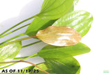 Echinodorus Rose_Sword_Aquarium Plant For Sale