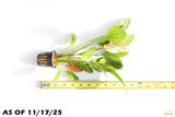 Echinodorus Rose_Sword_Aquarium Plant For Sale