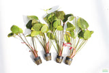 Echinodorus St. Elmo's Fire Sword_Aquarium Plant For Sale