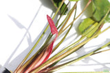 Echinodorus St. Elmo's Fire Sword_Aquarium Plant For Sale