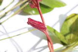 Echinodorus St. Elmo's Fire Sword_Aquarium Plant For Sale