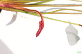 Echinodorus St. Elmo's Fire Sword_Aquarium Plant For Sale