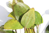 Echinodorus St. Elmo's Fire Sword_Aquarium Plant For Sale