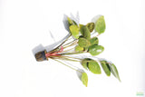 Echinodorus St. Elmo's Fire Sword_Aquarium Plant For Sale