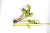 Echinodorus St. Elmo's Fire Sword_Aquarium Plant For Sale