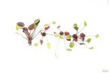 Echinodorus St. Elmo's Fire (Sword)_Aquarium plant for sale
