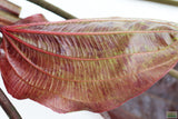 Echinodorus St. Elmo's Fire (Sword)_Aquarium plant for sale