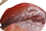 Echinodorus St. Elmo's Fire (Sword)_Aquarium plant for sale