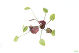 Echinodorus St. Elmo's Fire (Sword)_Aquarium plant for sale