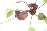 Echinodorus St. Elmo's Fire (Sword)_Aquarium plant for sale