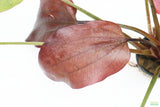 Echinodorus St. Elmo's Fire (Sword)_Aquarium plant for sale