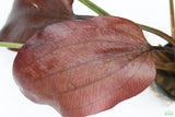 Echinodorus St. Elmo's Fire (Sword)_Aquarium plant for sale
