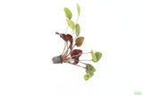 Echinodorus St. Elmo's Fire (Sword)_Aquarium plant for sale