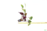 Echinodorus St. Elmo's Fire (Sword)_Aquarium plant for sale