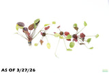 Echinodorus St. Elmo's Fire (Sword)_Aquarium plant for sale