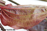 Echinodorus St. Elmo's Fire (Sword)_Aquarium plant for sale