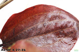 Echinodorus St. Elmo's Fire (Sword)_Aquarium plant for sale