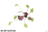 Echinodorus St. Elmo's Fire (Sword)_Aquarium plant for sale