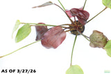 Echinodorus St. Elmo's Fire (Sword)_Aquarium plant for sale