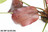 Echinodorus St. Elmo's Fire (Sword)_Aquarium plant for sale
