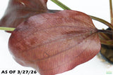 Echinodorus St. Elmo's Fire (Sword)_Aquarium plant for sale