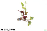 Echinodorus St. Elmo's Fire (Sword)_Aquarium plant for sale
