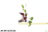 Echinodorus St. Elmo's Fire (Sword)_Aquarium plant for sale
