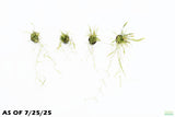 Echinodorus Tenellus_Sword_Aquarium plant for sale
