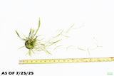 Echinodorus Tenellus_Sword_Aquarium plant for sale