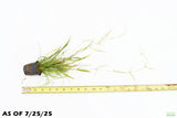 Echinodorus Tenellus_Sword_Aquarium plant for sale