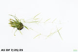 Echinodorus Tenellus_Sword_Aquarium plant for sale