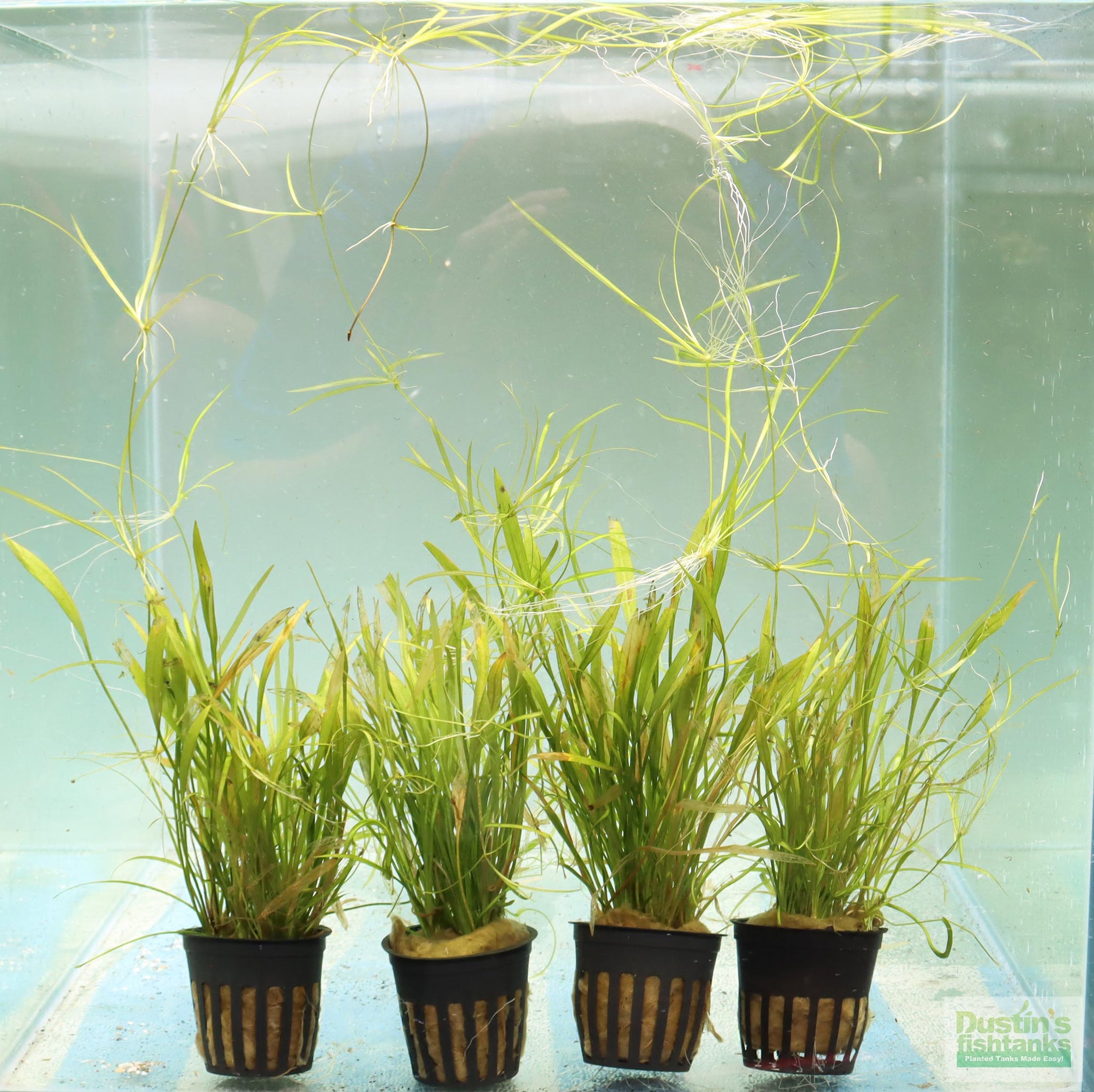 Aquarium Deko Pflanze Hobby Tenellus Mini – Kunstpflanze Für Aquarien, Naturgetreu, Mit Beschwertem Fuß, Für Bodengrund