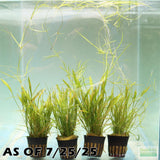 Echinodorus Tenellus_Sword_Aquarium plant for sale