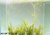 Echinodorus Tenellus_Sword_Aquarium plant for sale