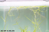 Echinodorus Tenellus_Sword_Aquarium plant for sale