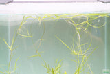 Echinodorus Tenellus_Sword_Aquarium plant for sale