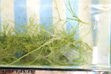 Echinodorus Tenellus_Sword_Aquarium plant for sale