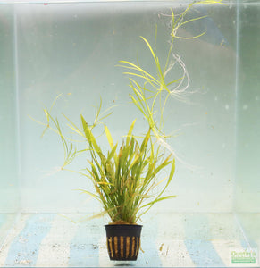 Echinodorus Tenellus_Sword_Aquarium plant for sale